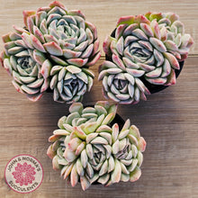 Load image into Gallery viewer, Echeveria 'Raspberry Ice' (multi)
