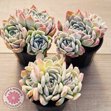 Load image into Gallery viewer, Echeveria 'Raspberry Ice' (multi)
