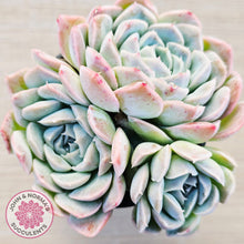 Load image into Gallery viewer, Echeveria 'Raspberry Ice' (multi)
