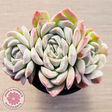 Load image into Gallery viewer, Echeveria 'Raspberry Ice' (multi)
