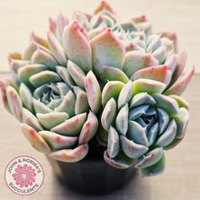 Load image into Gallery viewer, Echeveria 'Raspberry Ice' (multi)
