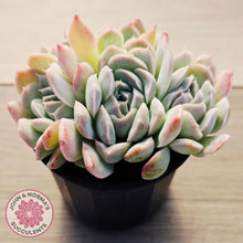 Load image into Gallery viewer, Echeveria 'Raspberry Ice' (multi)
