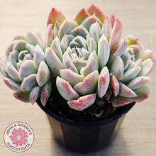 Load image into Gallery viewer, Echeveria 'Raspberry Ice' (multi)
