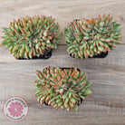 Echeveria 'Ratam' Crest
