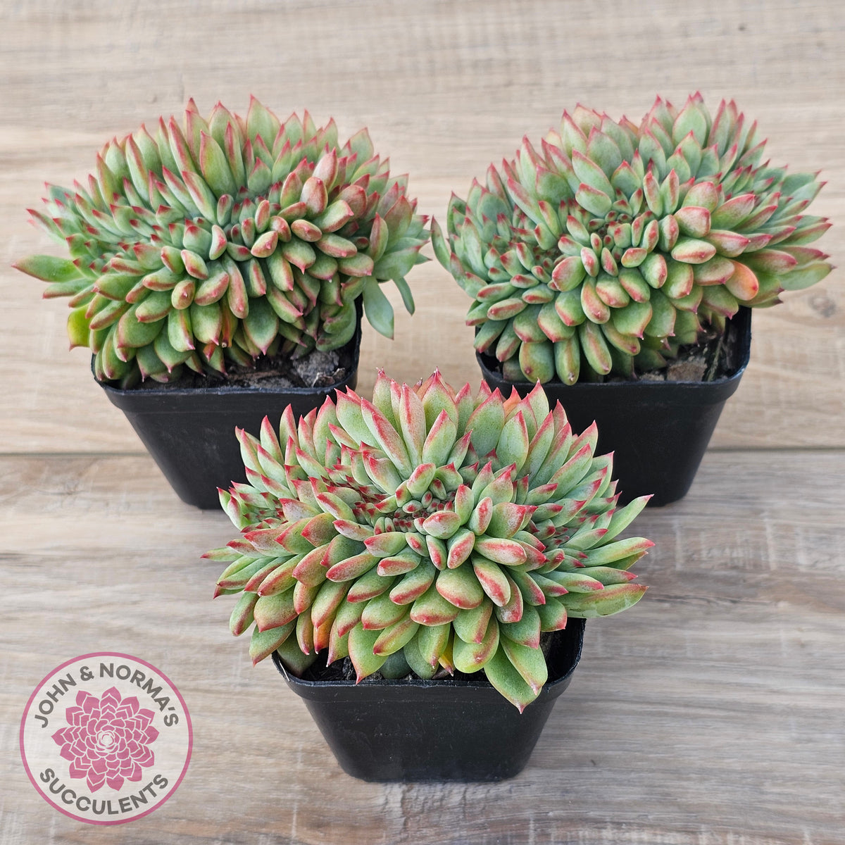 Echeveria 'Ratam' Crest