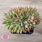 Echeveria 'Ratam' Crest