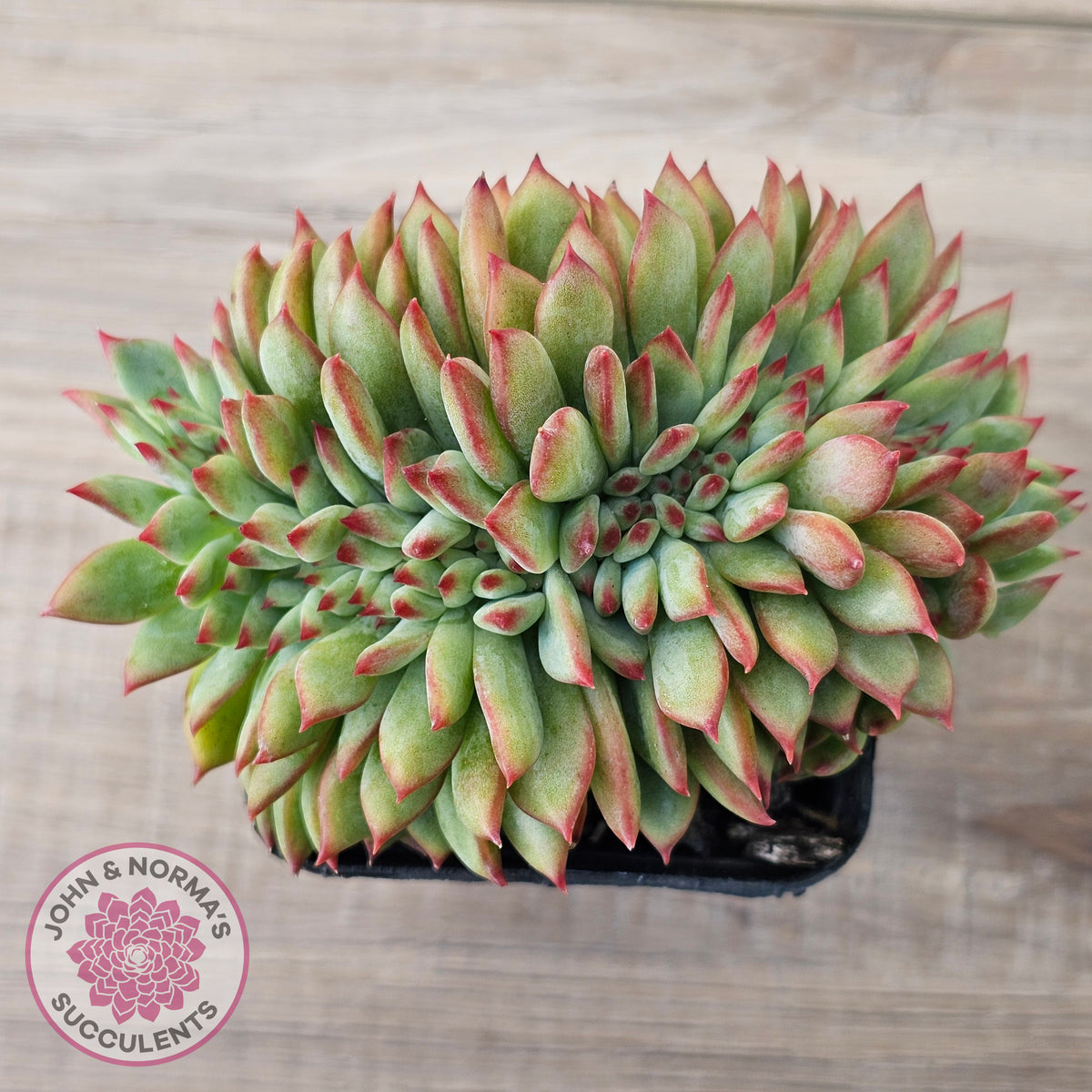 Echeveria 'Ratam' Crest