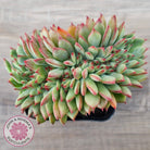 Echeveria 'Ratam' Crest