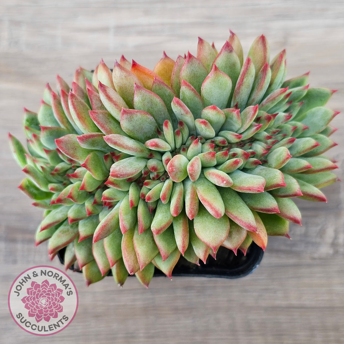 Echeveria 'Ratam' Crest