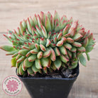 Echeveria 'Ratam' Crest