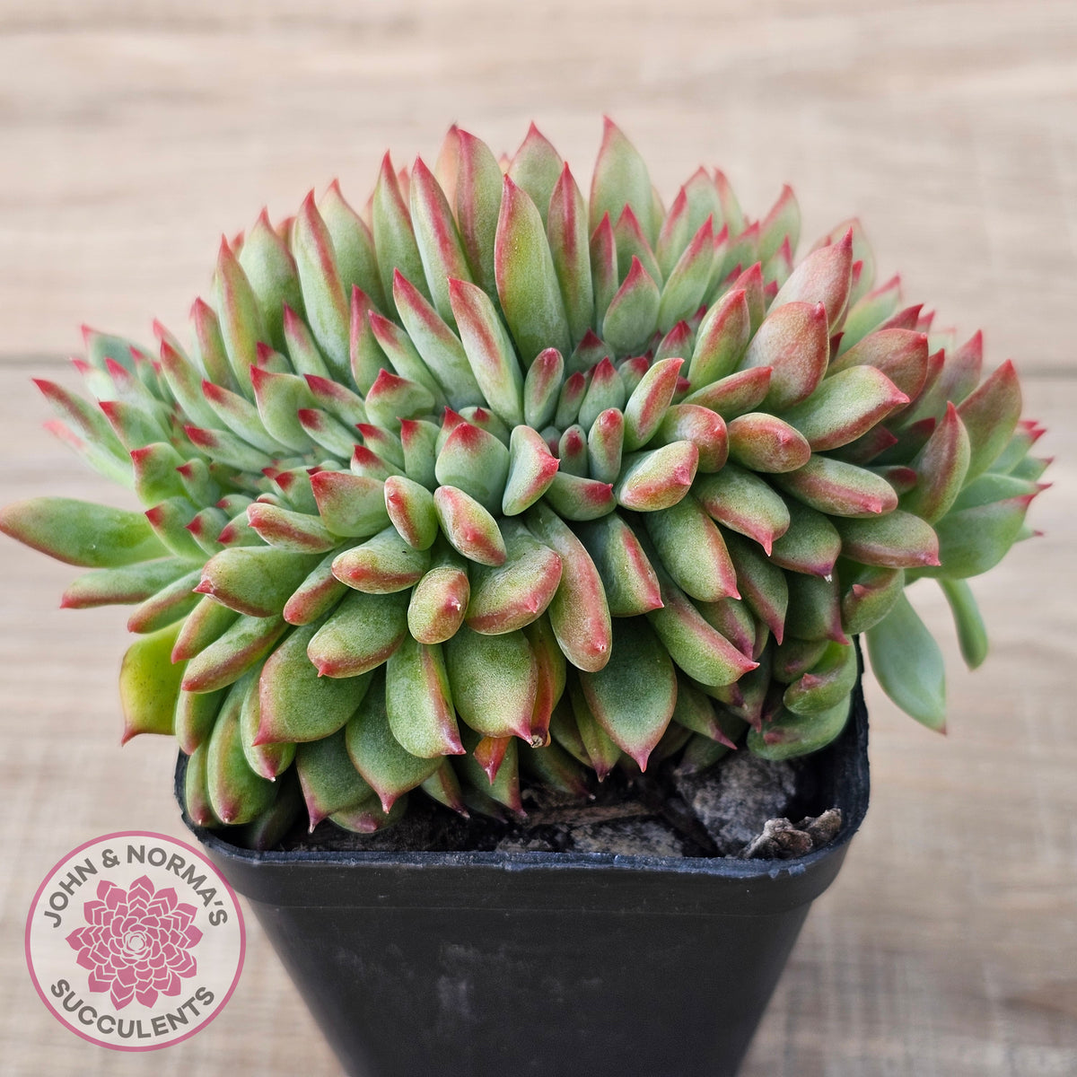 Echeveria 'Ratam' Crest