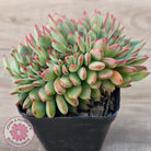 Echeveria 'Ratam' Crest