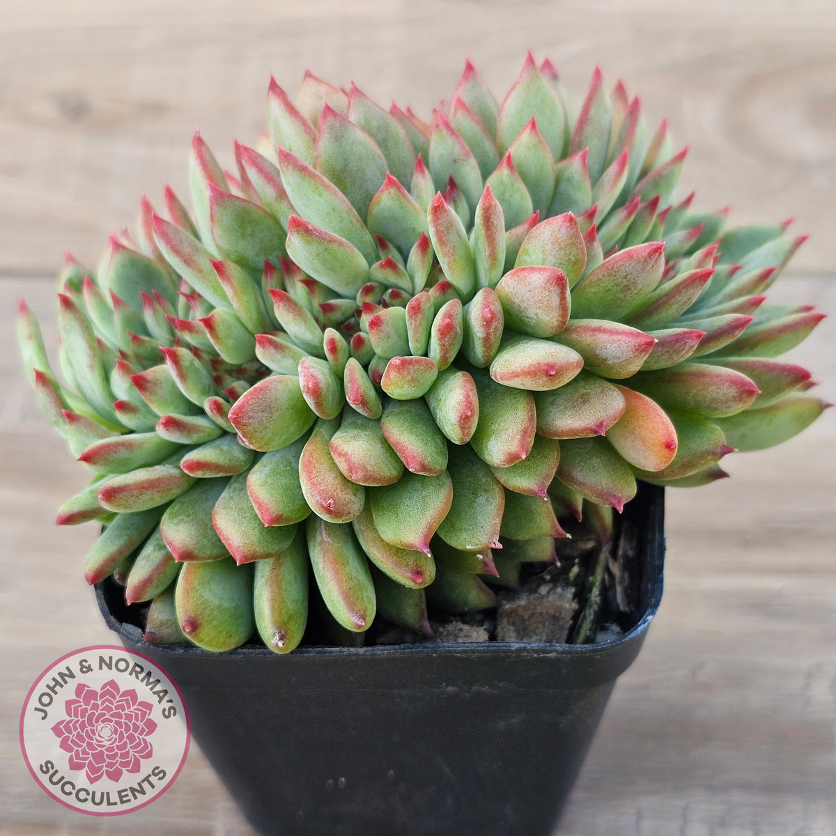 Echeveria 'Ratam' Crest