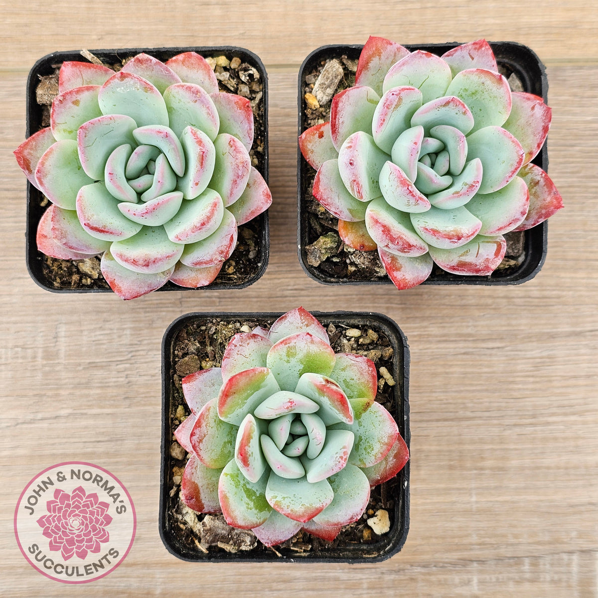 Echeveria 'Ratam' - Lg