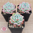 Echeveria 'Ratam' - Lg