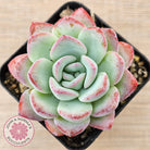 Echeveria 'Ratam' - Lg