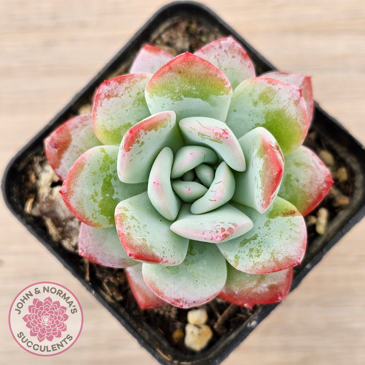 Echeveria 'Ratam' - Lg