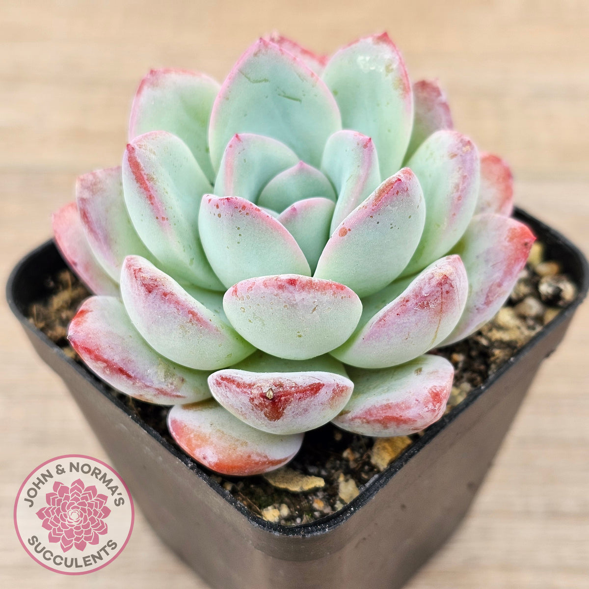 Echeveria 'Ratam' - Lg
