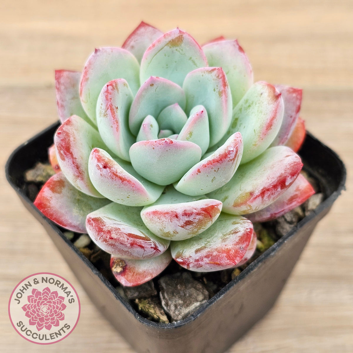 Echeveria 'Ratam' - Lg