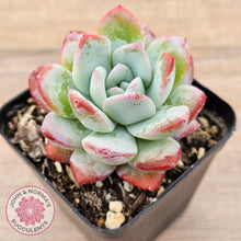 Load image into Gallery viewer, Echeveria &#39;Ratam&#39;
