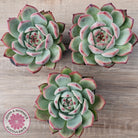 Echeveria 'Ratam' - Lg