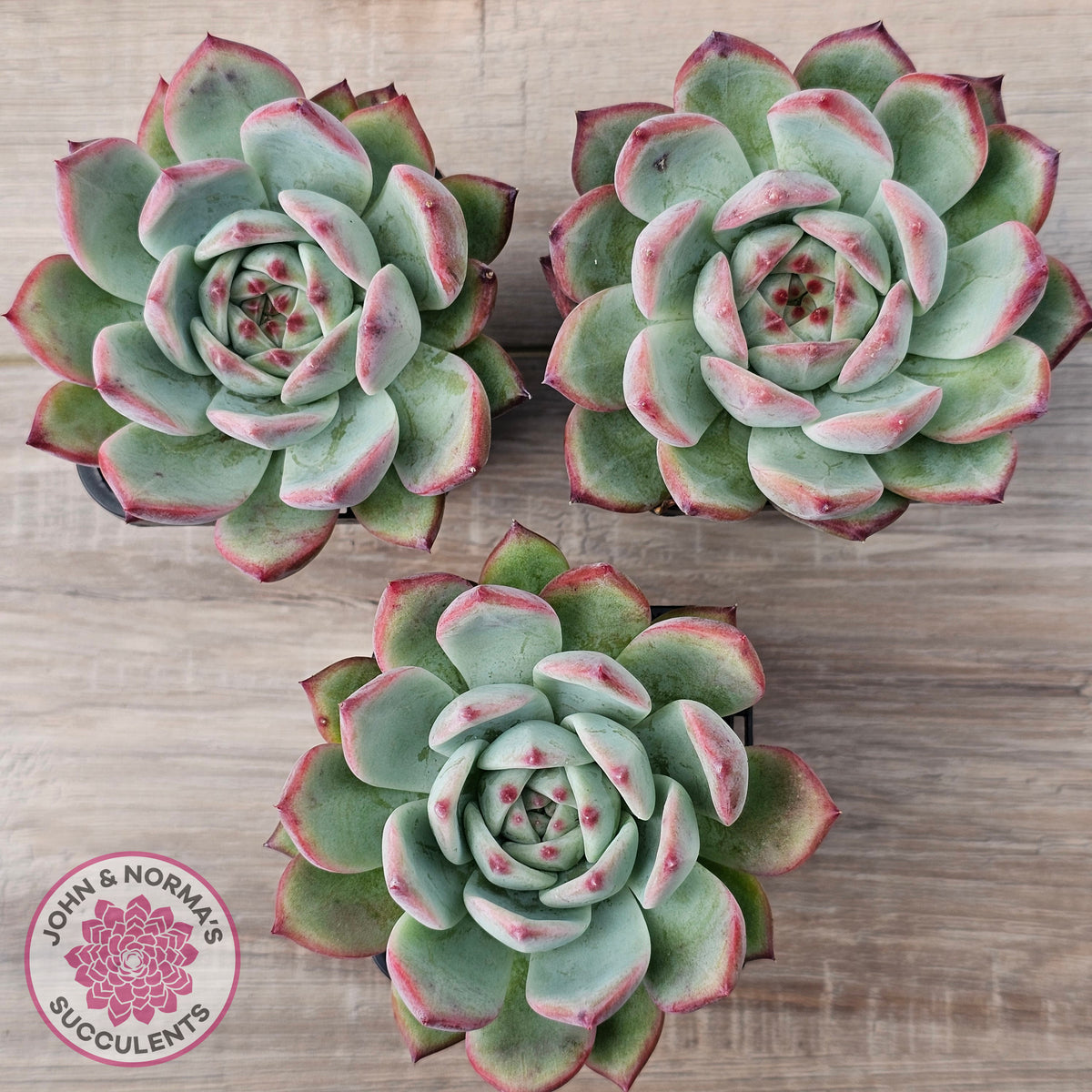 Echeveria 'Ratam' - Lg