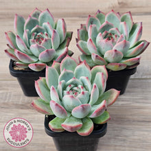 Load image into Gallery viewer, Echeveria 'Ratam' - Lg
