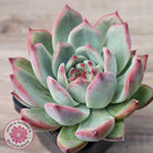 Echeveria 'Ratam' - Lg