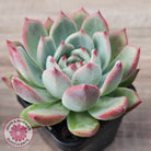 Echeveria 'Ratam' - Lg