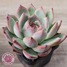 Echeveria 'Ratam' - Lg