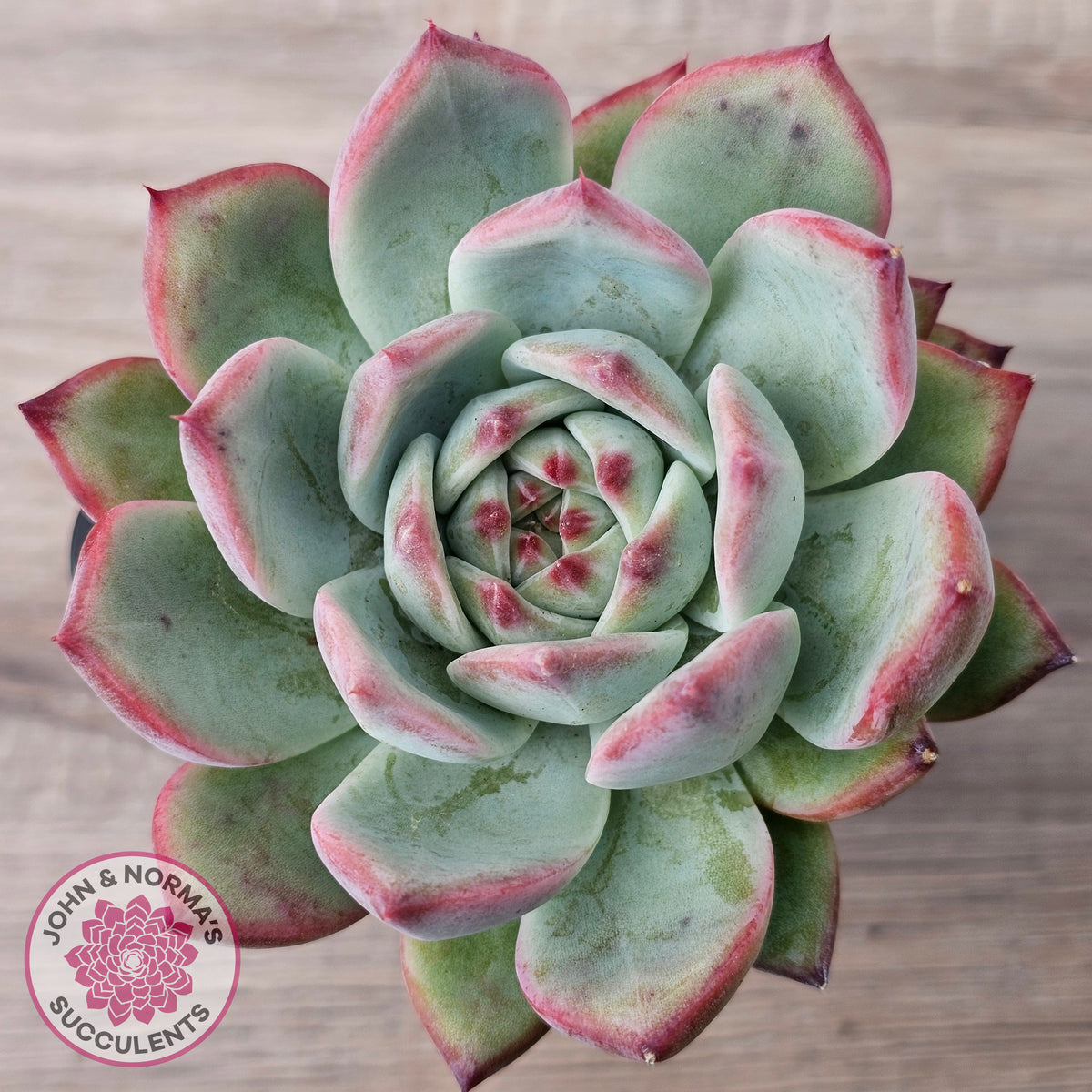Echeveria 'Ratam' - Lg