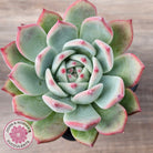 Echeveria 'Ratam' - Lg
