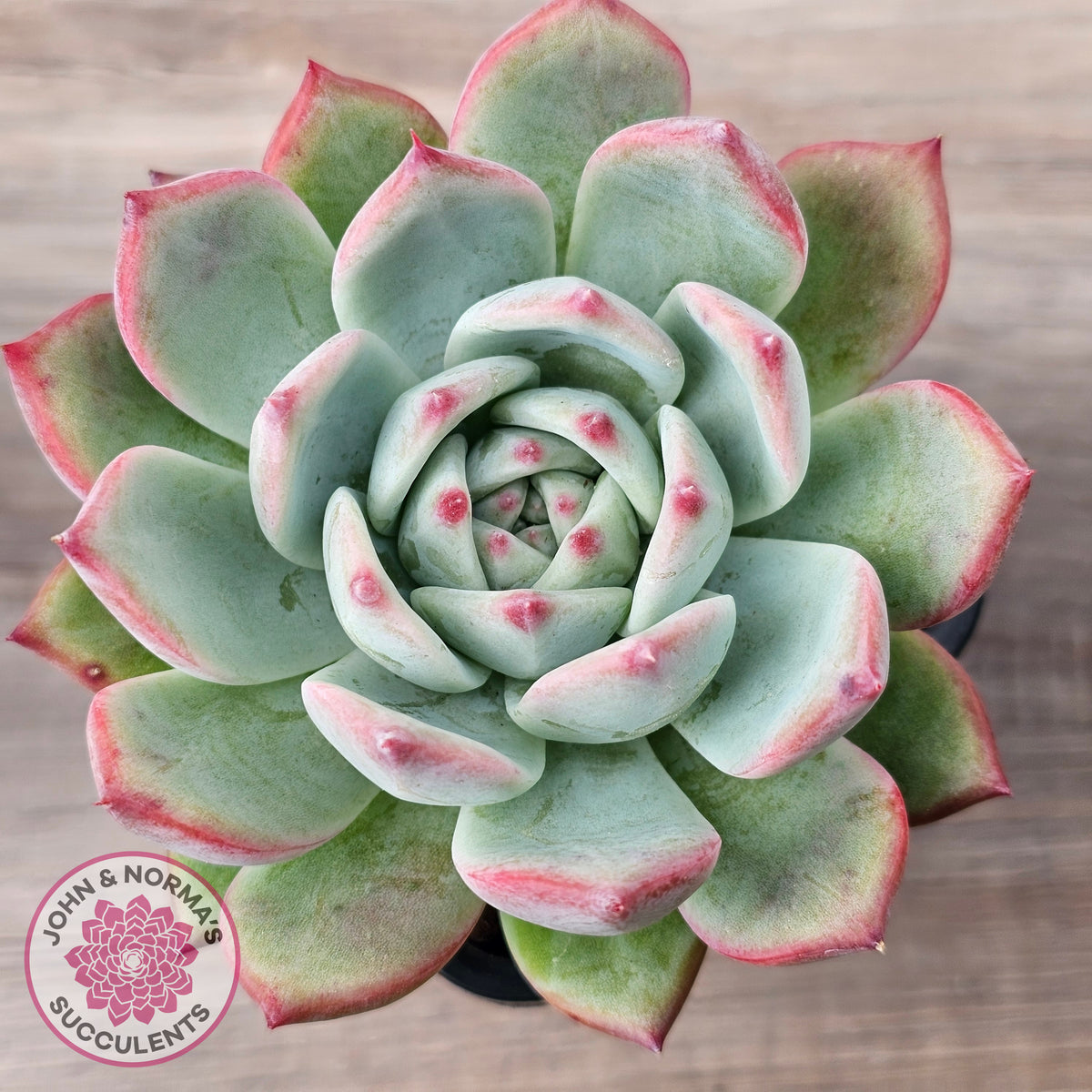 Echeveria 'Ratam' - Lg