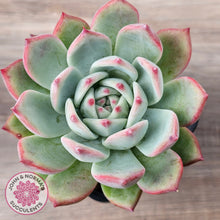 Load image into Gallery viewer, Echeveria 'Ratam' - Lg
