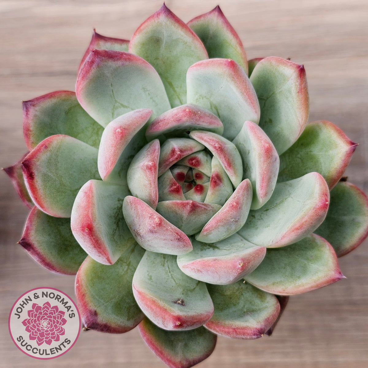 Echeveria 'Ratam' - Lg