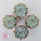 Echeveria 'Ratam' - Lg