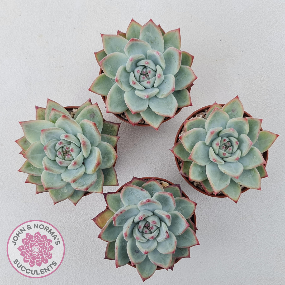 Echeveria 'Ratam' - Lg