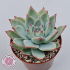 Echeveria 'Ratam' - Lg