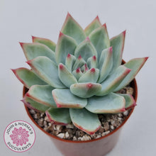 Load image into Gallery viewer, Echeveria &#39;Ratam&#39; - John &amp; Norma&#39;s Succulents Australia
