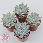 Echeveria 'Ratam' - Lg
