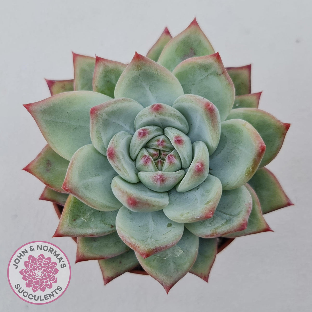 Echeveria 'Ratam' - Lg