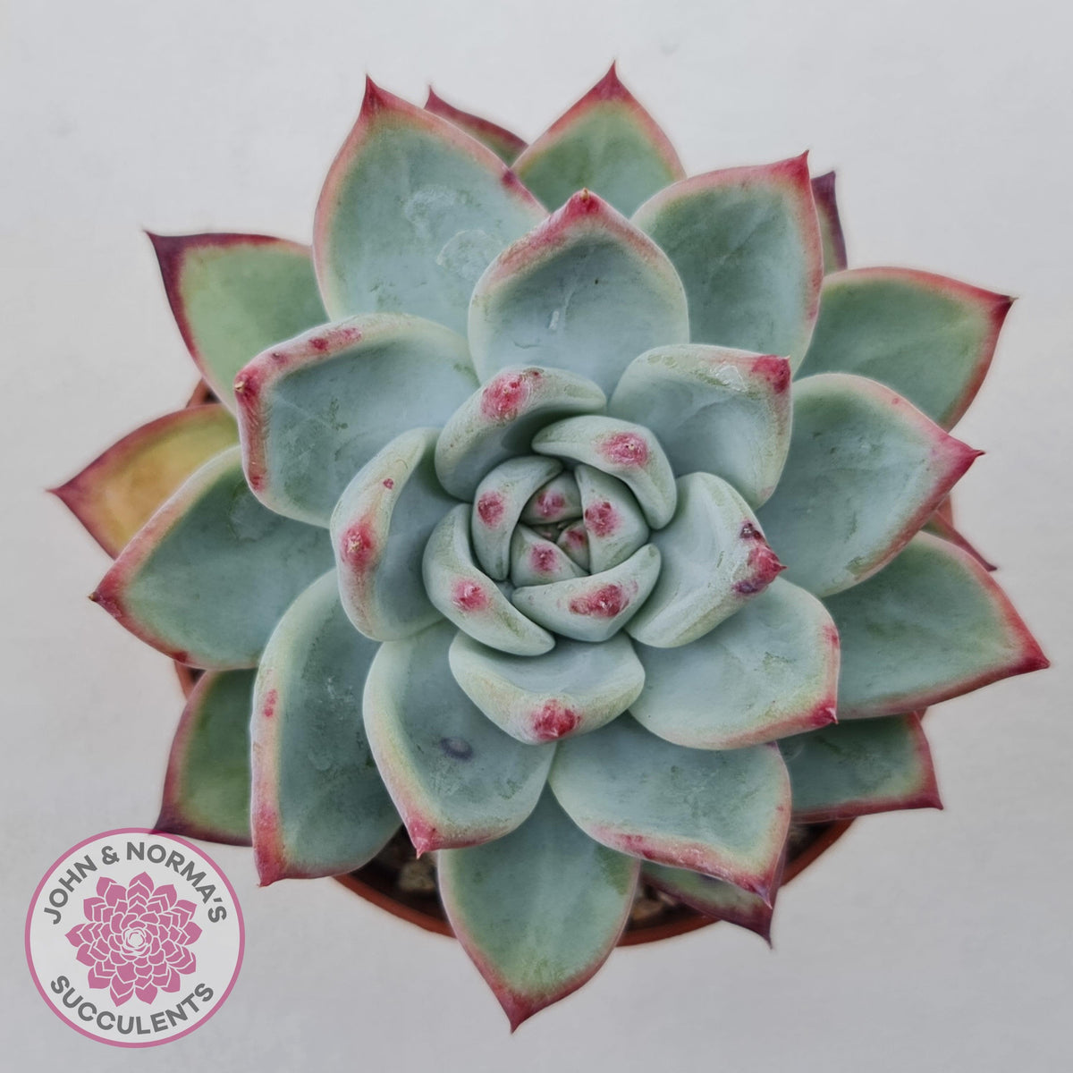 Echeveria 'Ratam' - Lg