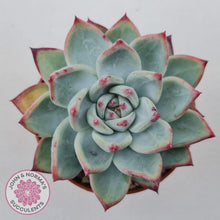 Load image into Gallery viewer, Echeveria &#39;Ratam&#39; - John &amp; Norma&#39;s Succulents Australia
