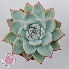 Load image into Gallery viewer, Echeveria &#39;Ratam&#39; - John &amp; Norma&#39;s Succulents Australia
