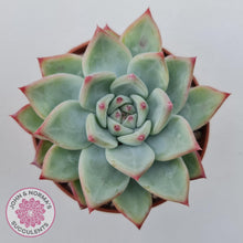 Load image into Gallery viewer, Echeveria &#39;Ratam&#39; - John &amp; Norma&#39;s Succulents Australia
