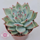 Echeveria 'Ratam' - Lg