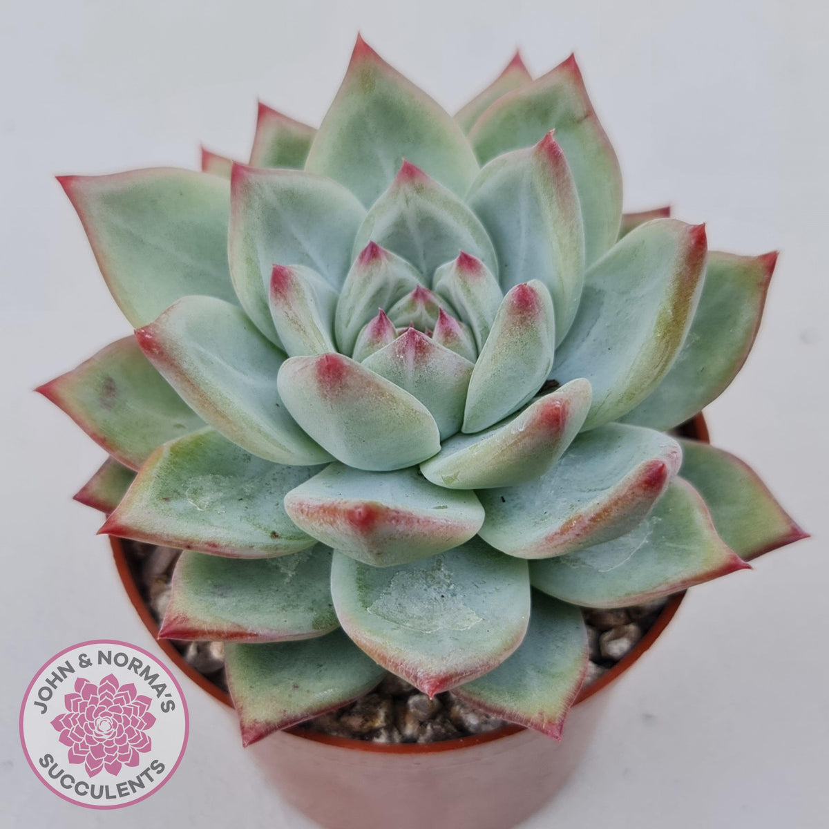 Echeveria 'Ratam' - Lg