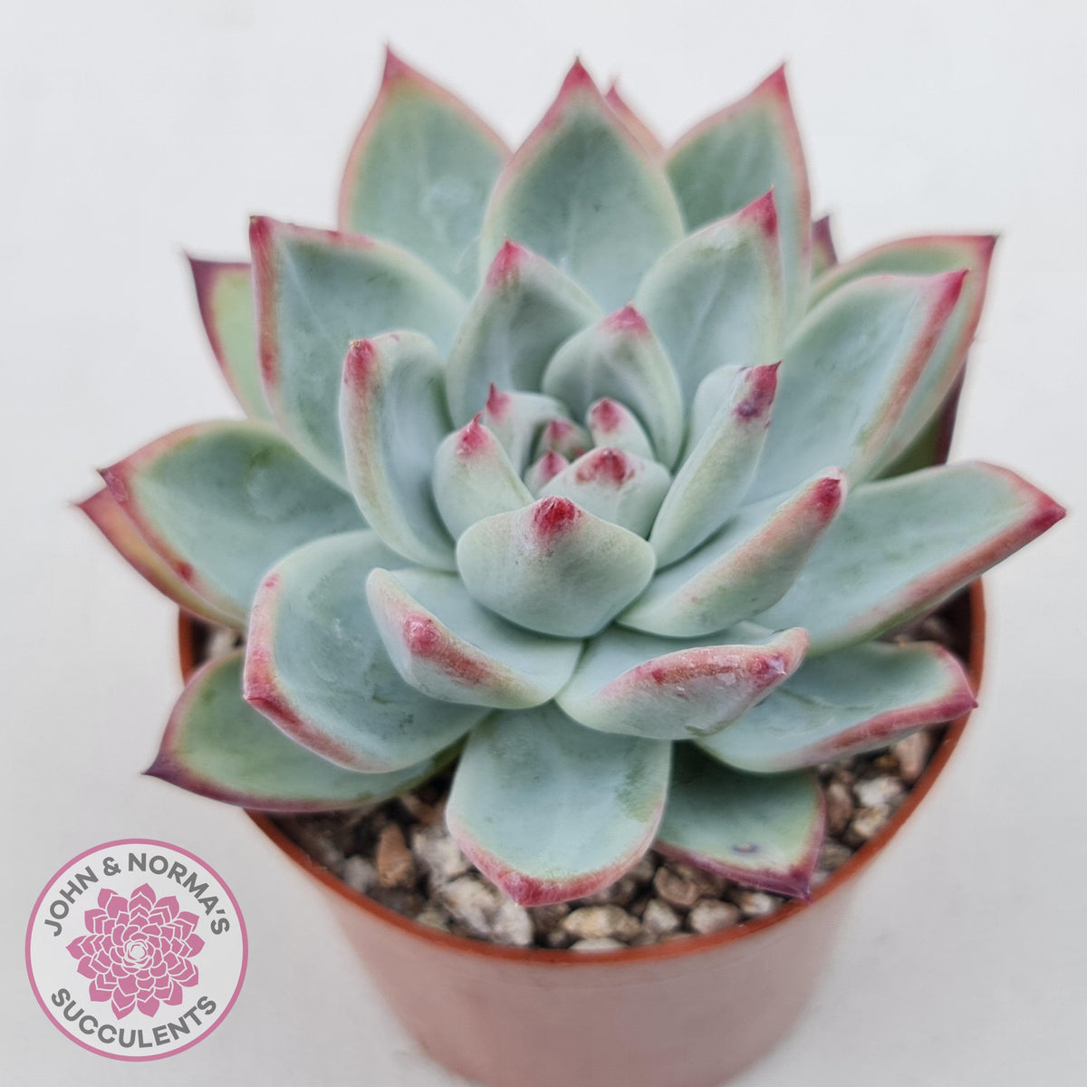 Echeveria 'Ratam' - Lg