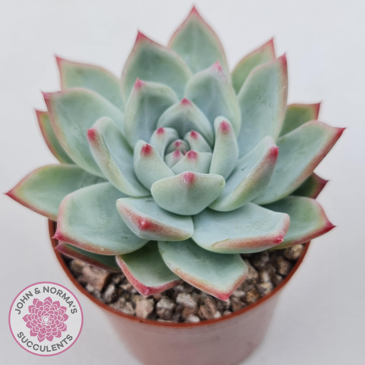 Echeveria 'Ratam' - Lg