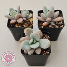 Echeveria 'Rayon'